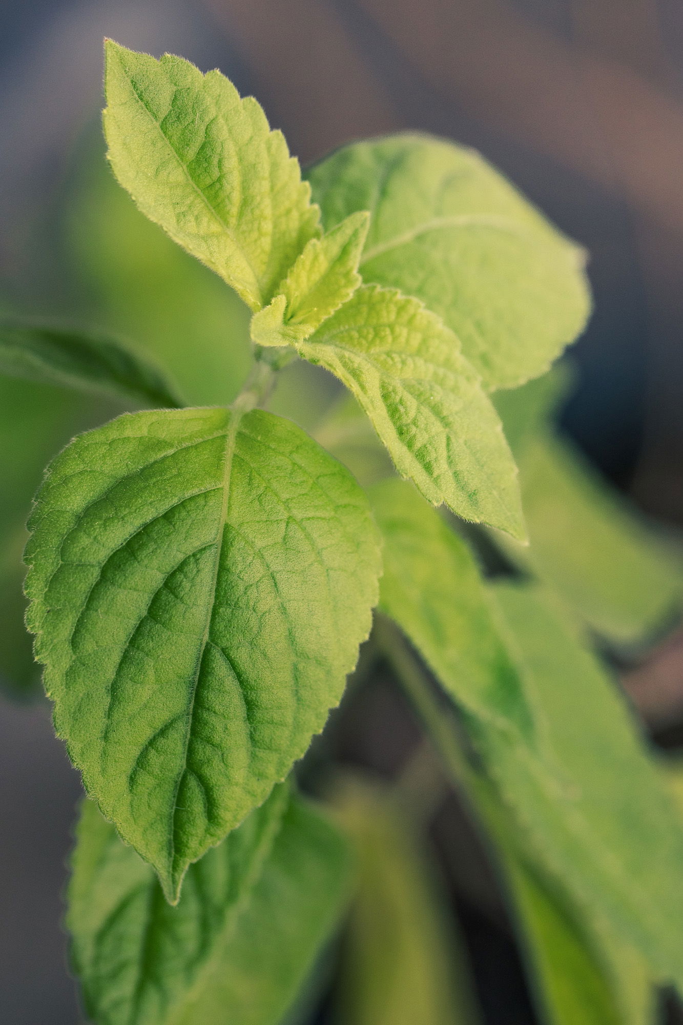 Holy basil, close up of new growth