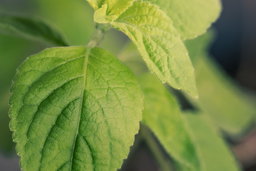 Holy basil, close up of new growth