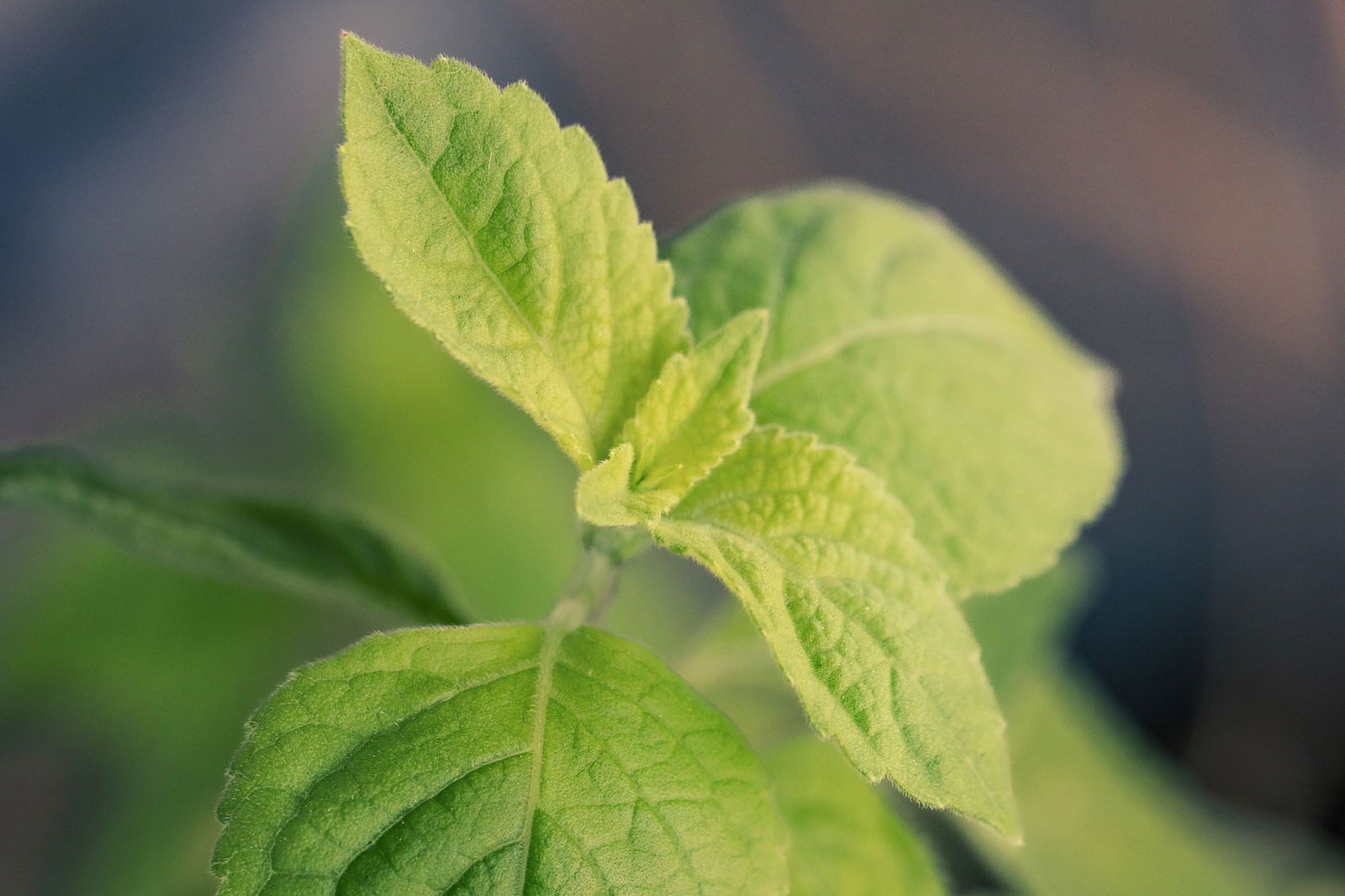 Holy basil, close up of new growth