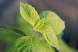 Holy basil, close up of new growth