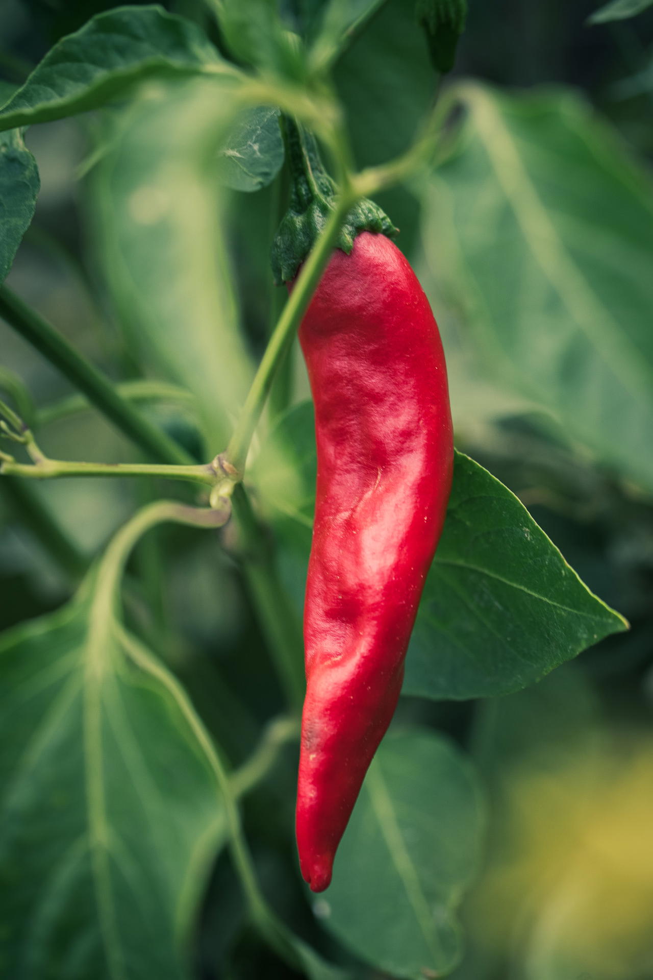 Kashmiri chili growing on a pepper plant.