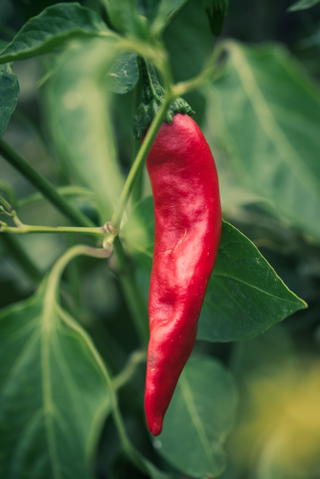 Kashmiri chili growing on a pepper plant.