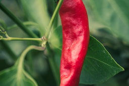 Kashmiri chili growing on a pepper plant.