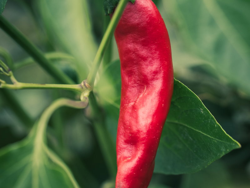 Kashmiri Mirchi Seeds