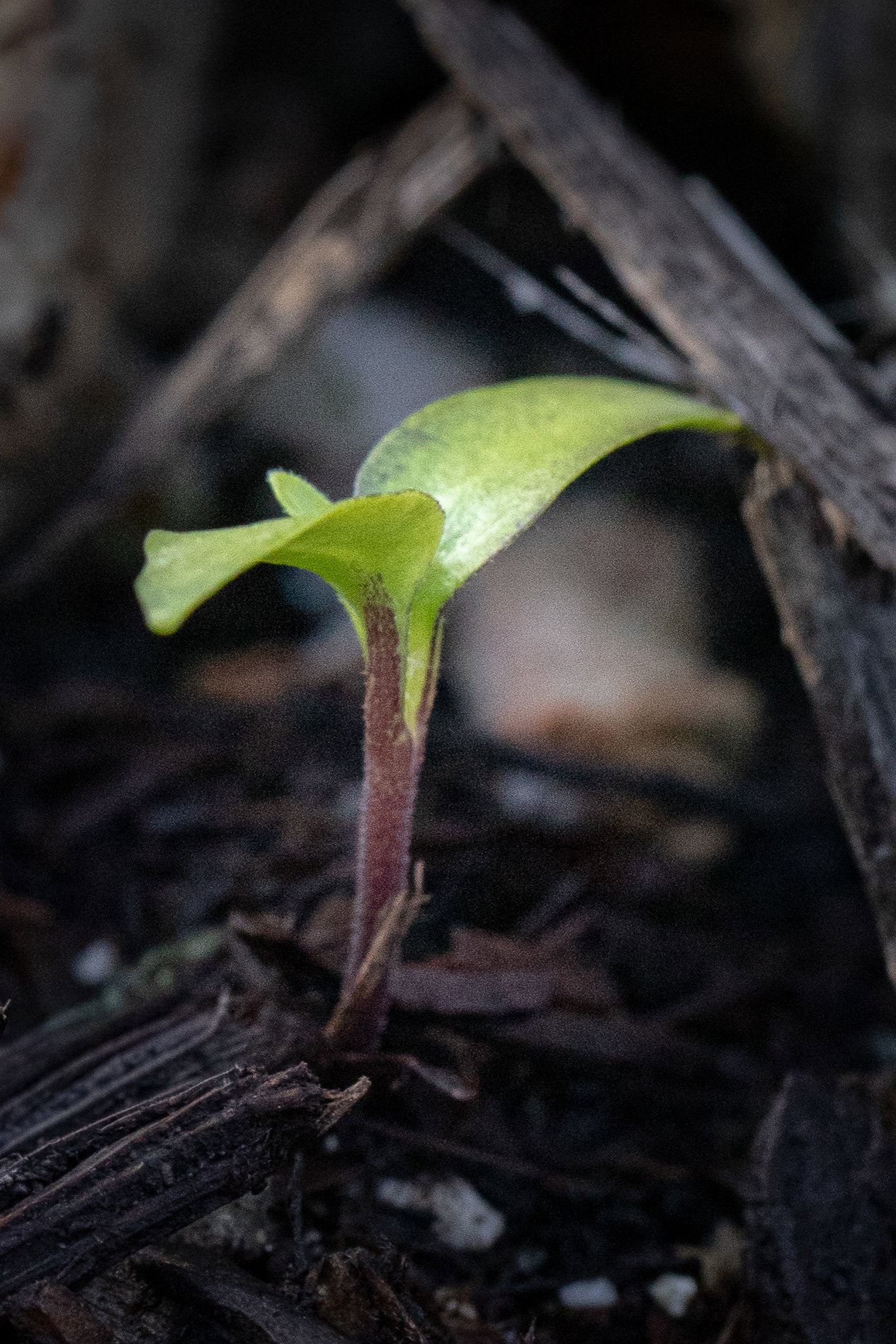 Mathania mirchi seedling