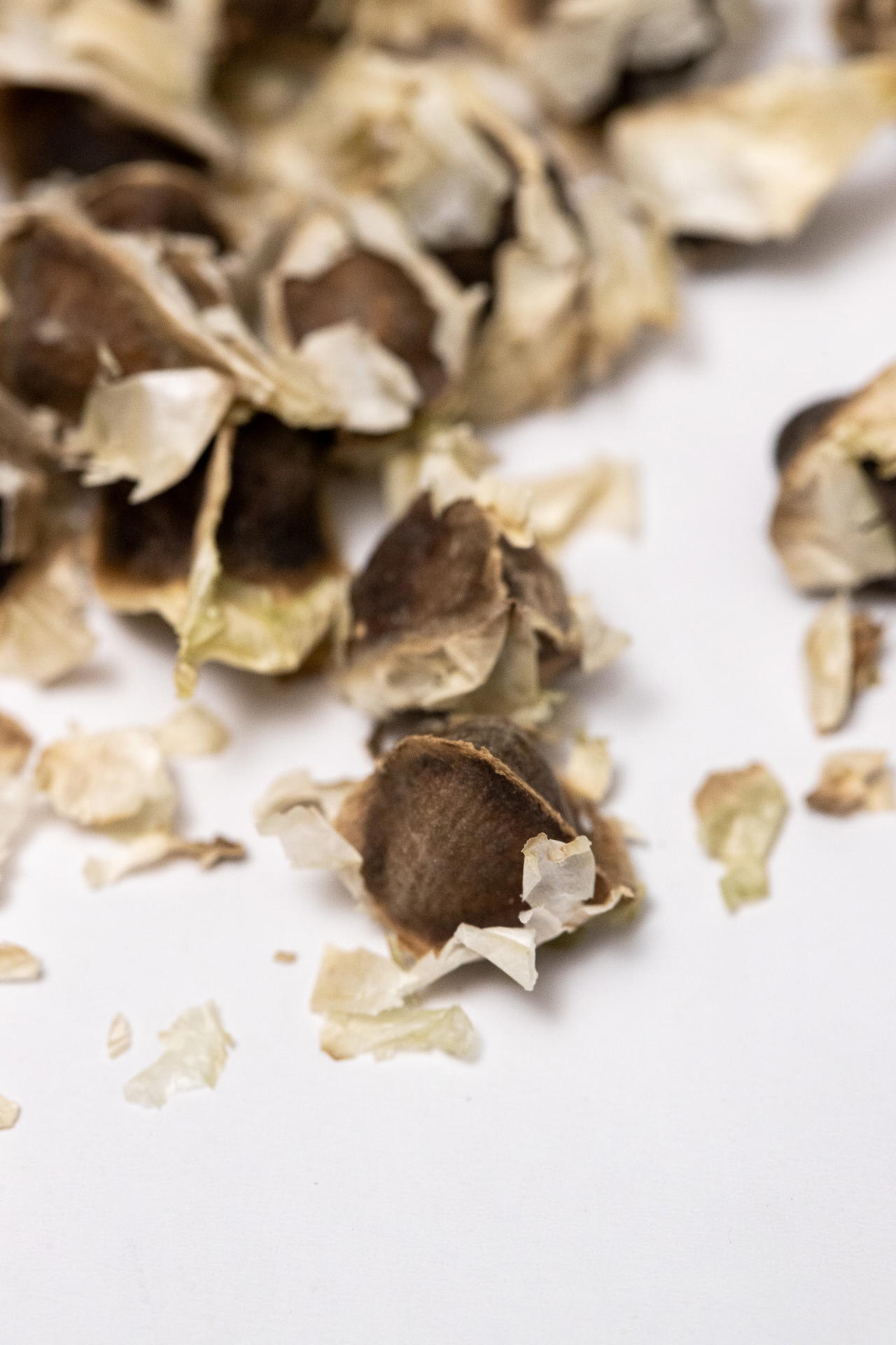 Moringa seeds