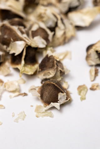Moringa seeds