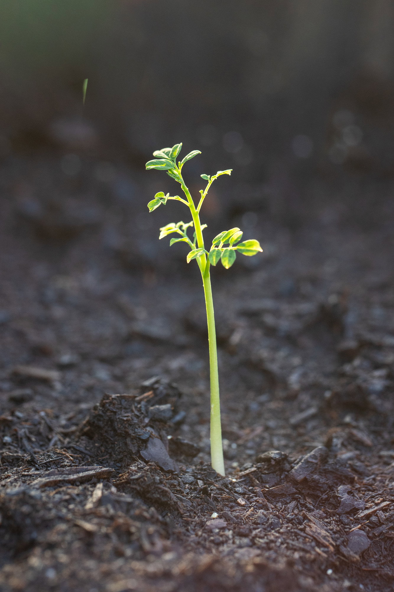Moringa tree seedling