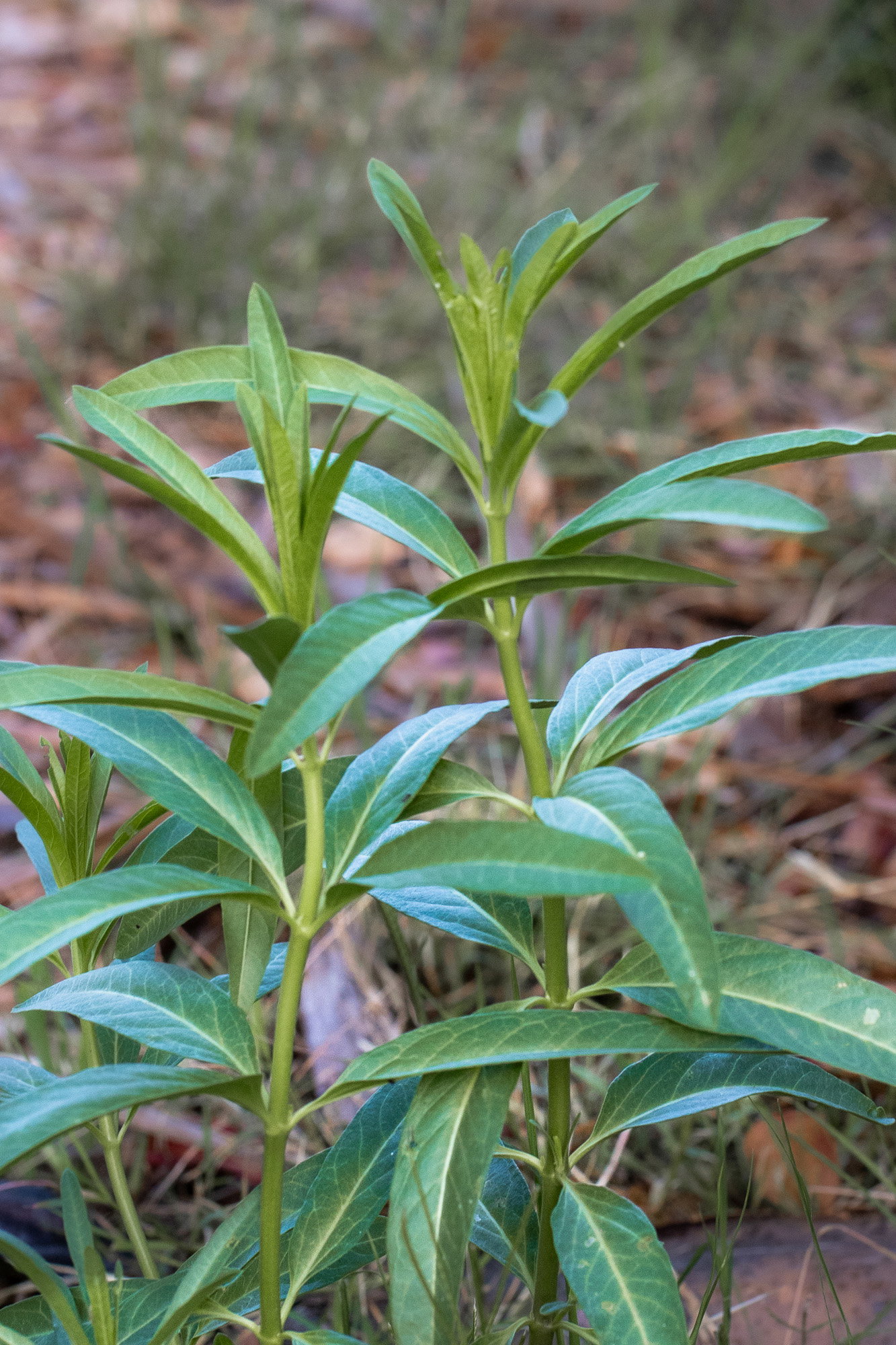 Narrowleaf milkweed, young, no flowers