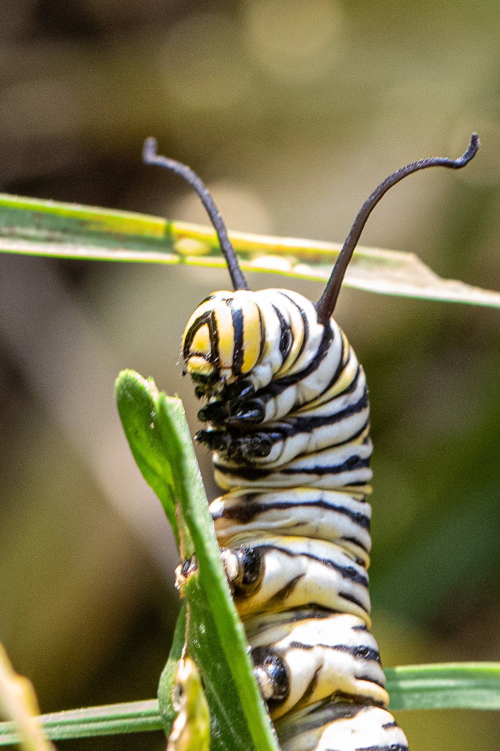 A single monarch caterpillar on narrowleaf milkweed.