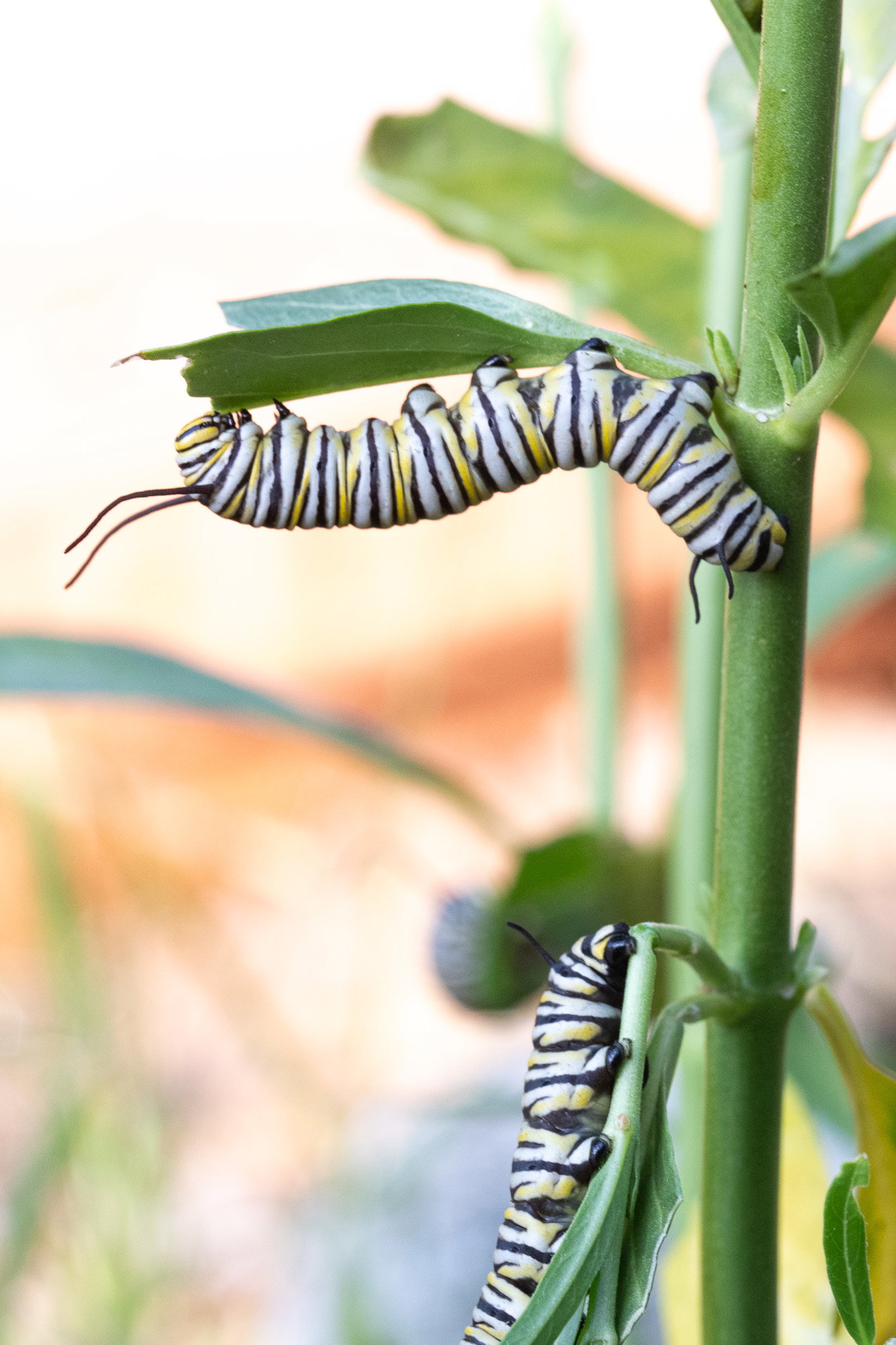 A couple of caterpillars enjoying a narrowleaf milkweed.