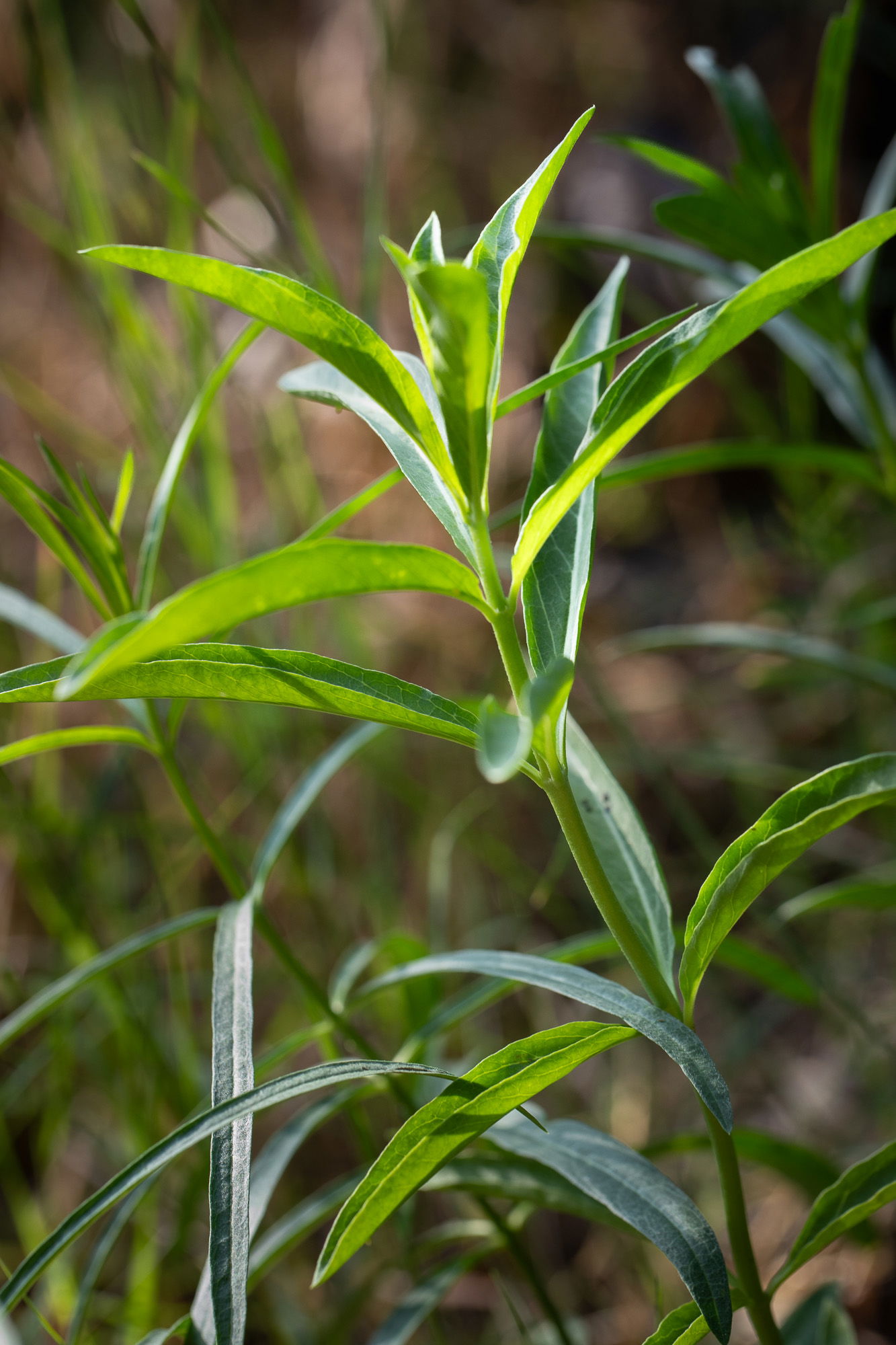 Narrowleaf milkweed
