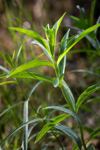 Narrowleaf milkweed