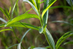 Narrowleaf milkweed