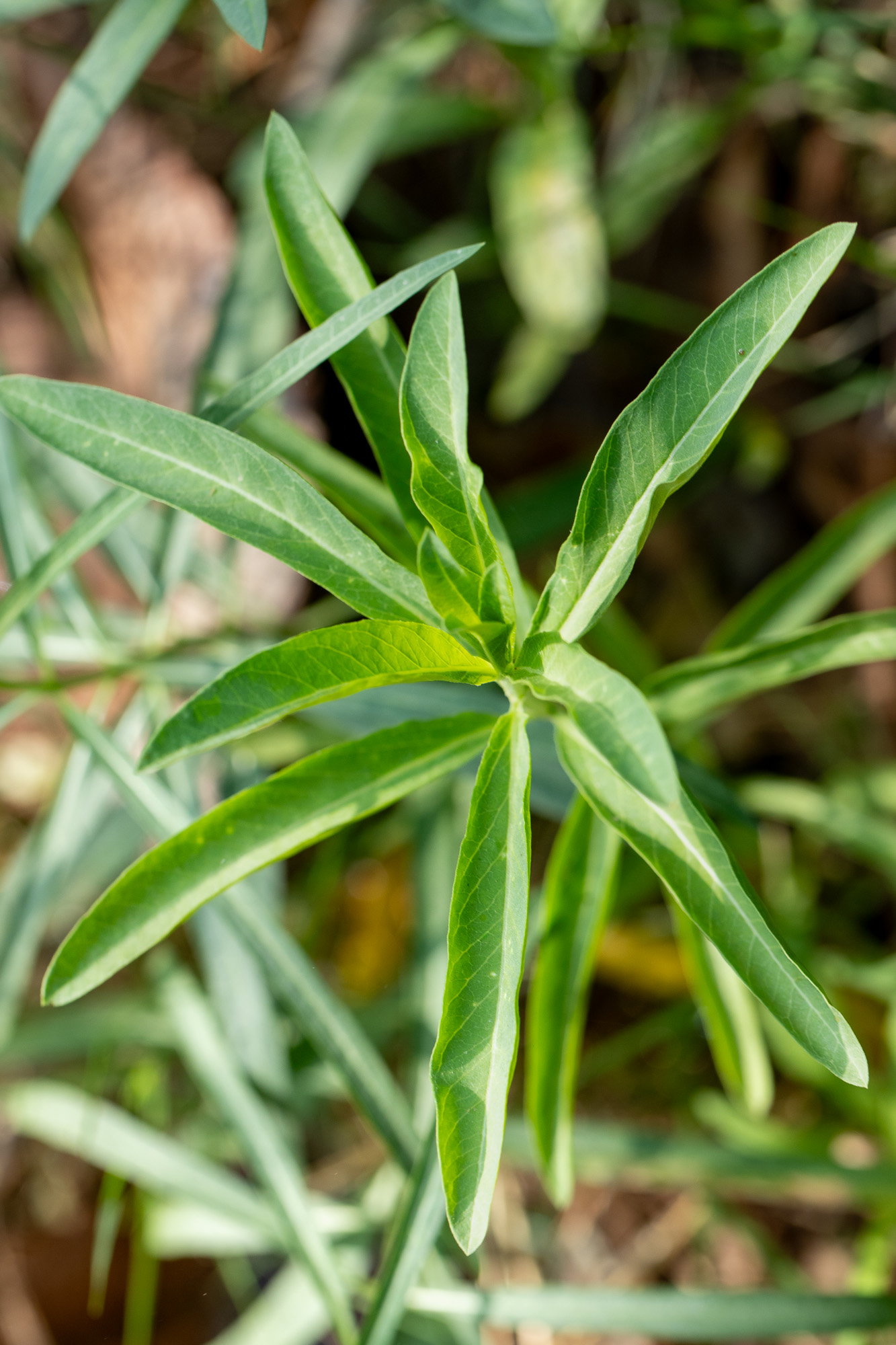 Top down view of narrowleaf milkweed.