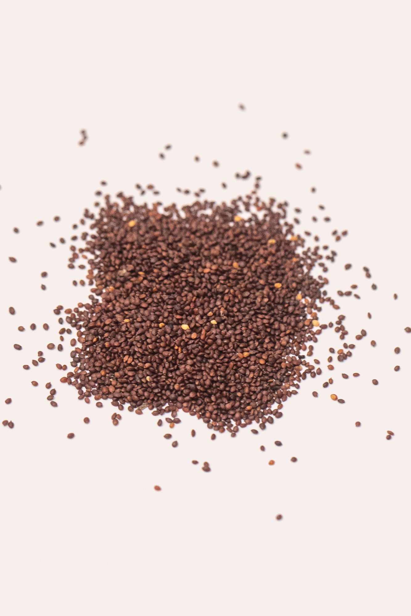 Oregano seeds