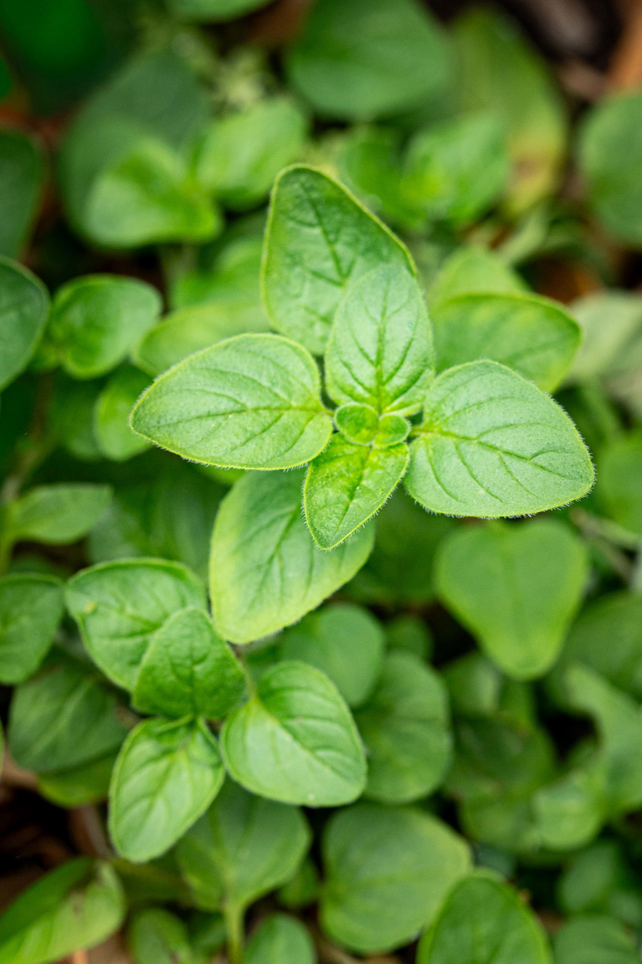 Oregano growing in a grow bag.
