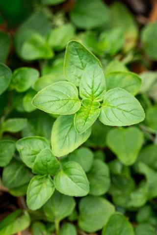 Oregano growing in a grow bag.