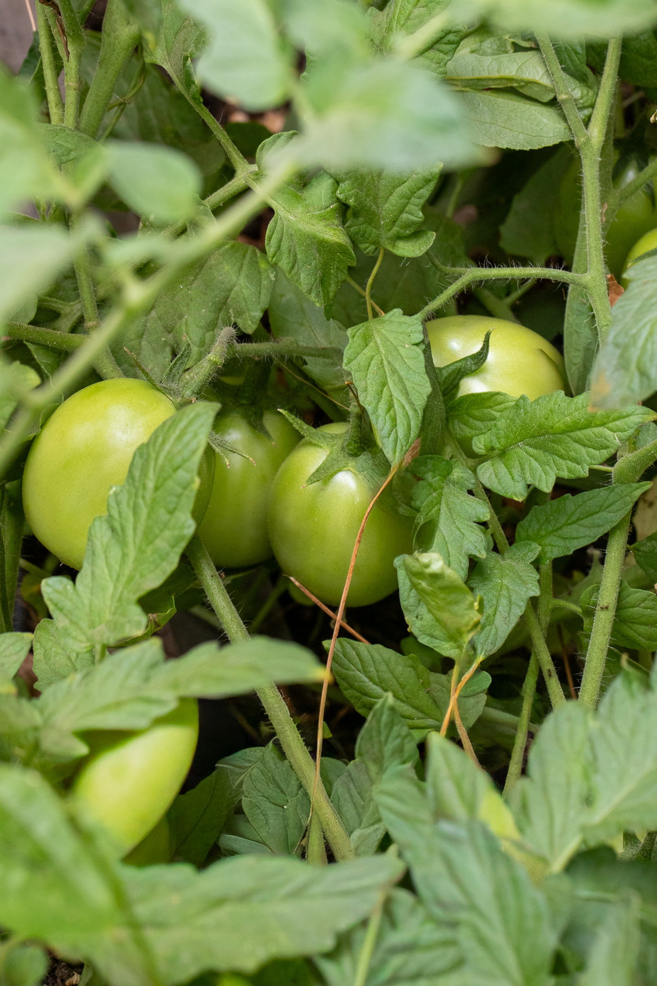 Rio grande tomatoes (not yet ripe)