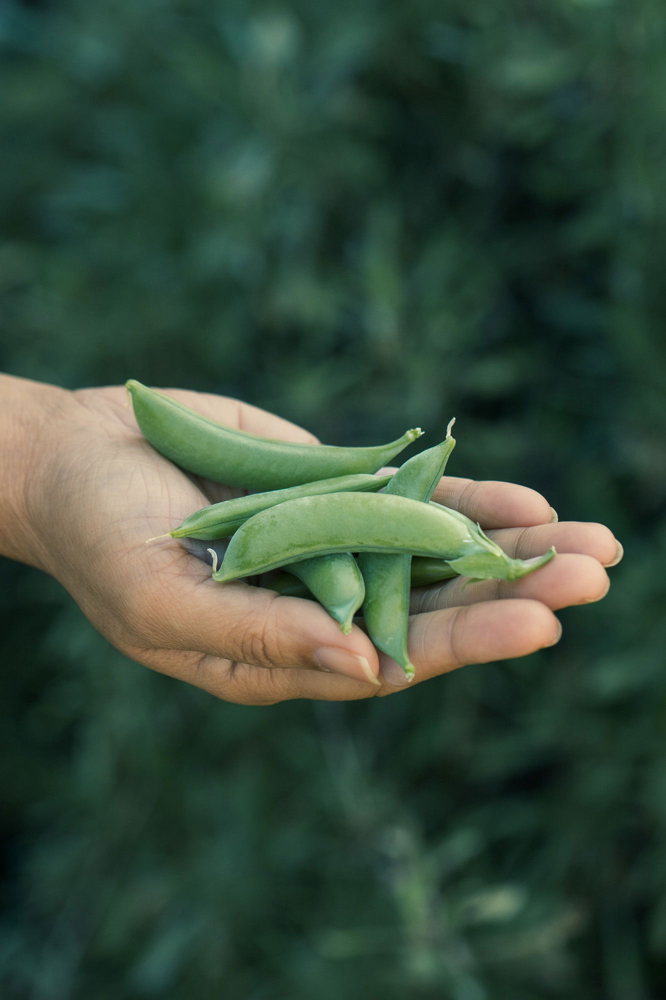 Puja holding snap peas