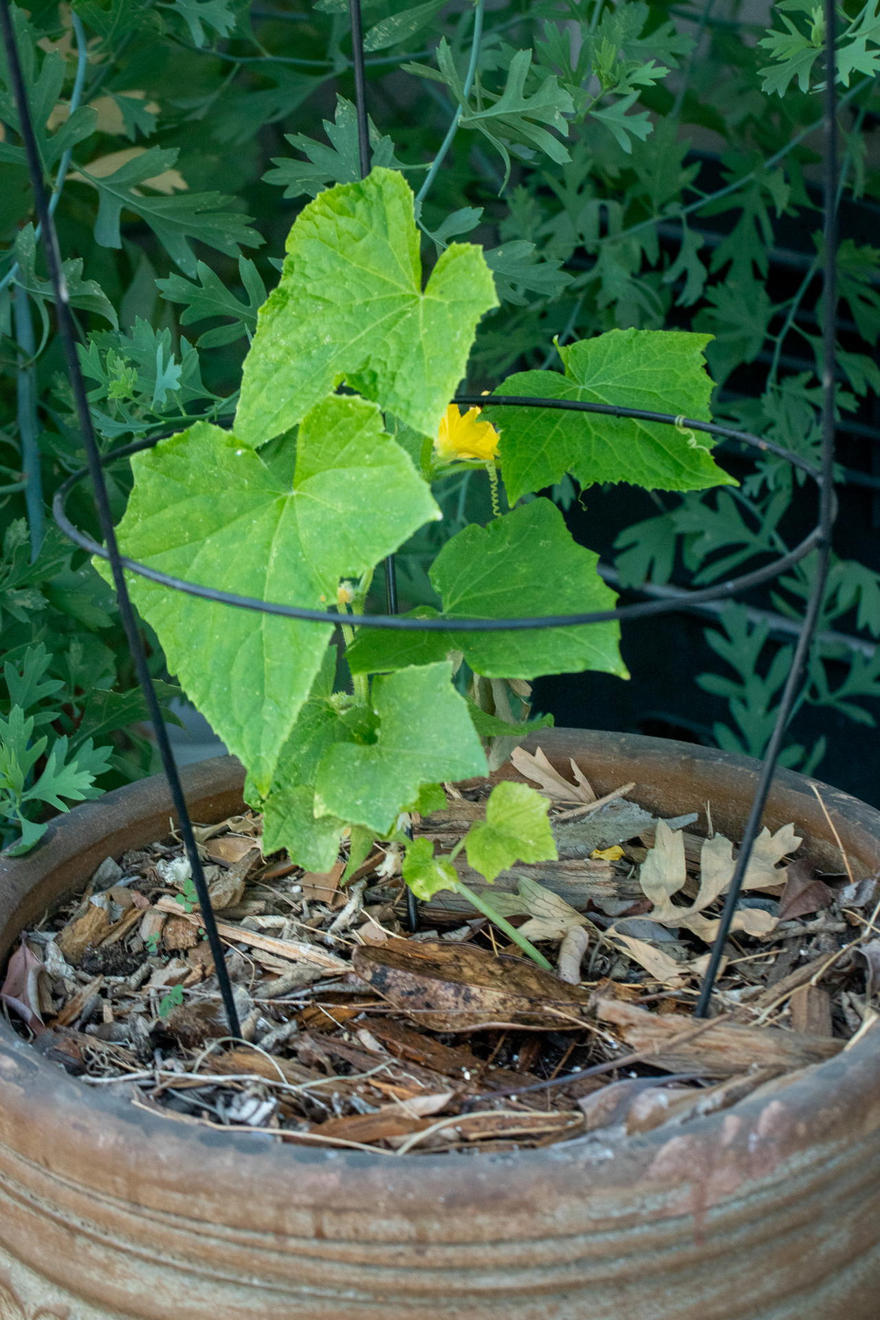 Spacemaster cucumber growing in a pot on the porch