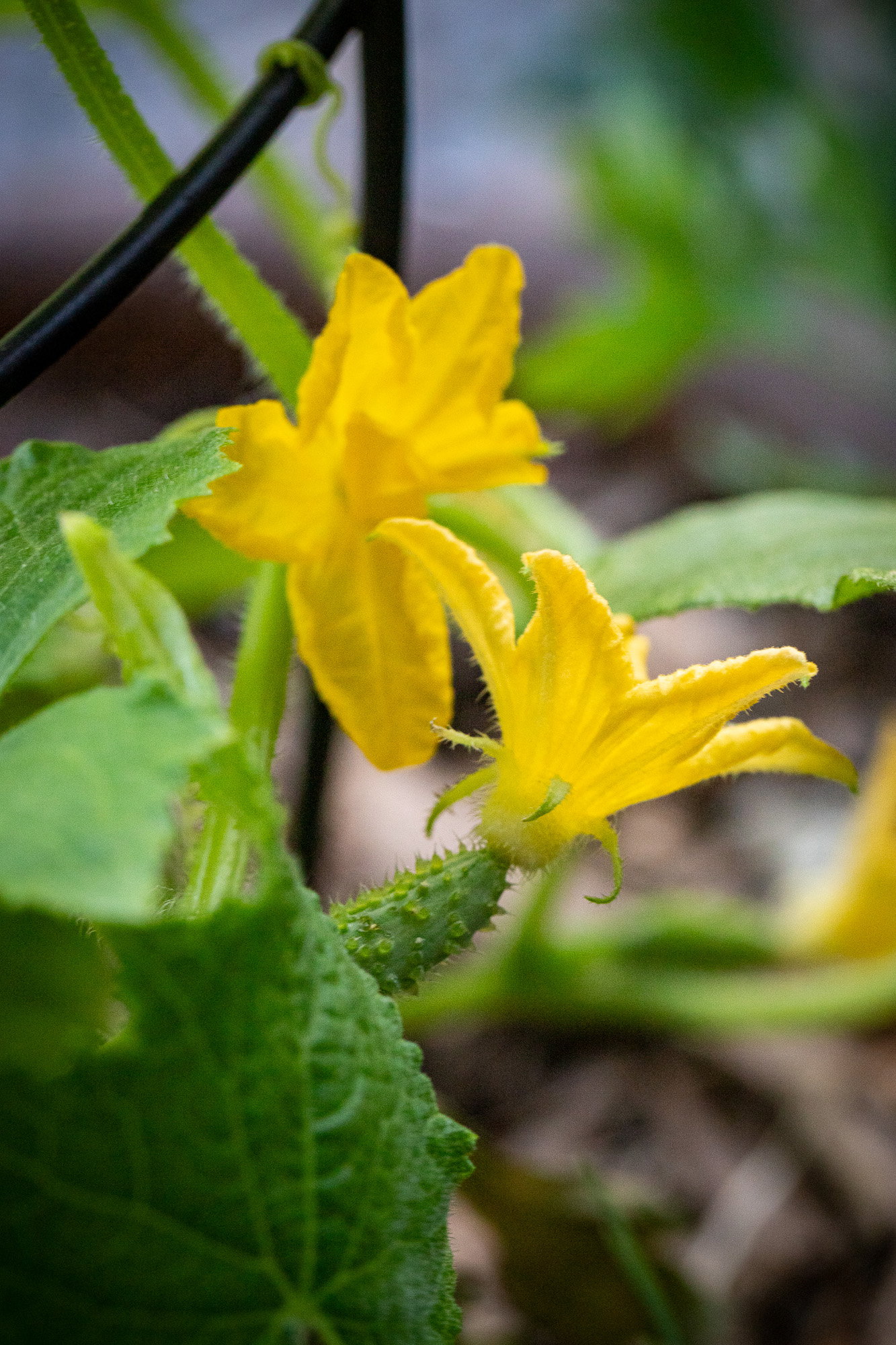 Spacemaster cucumber flowers with a little fruit forming.