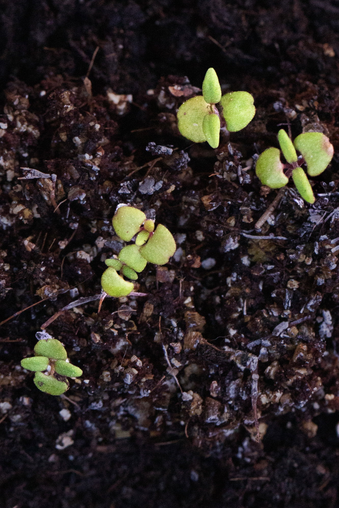 Thyme seedling