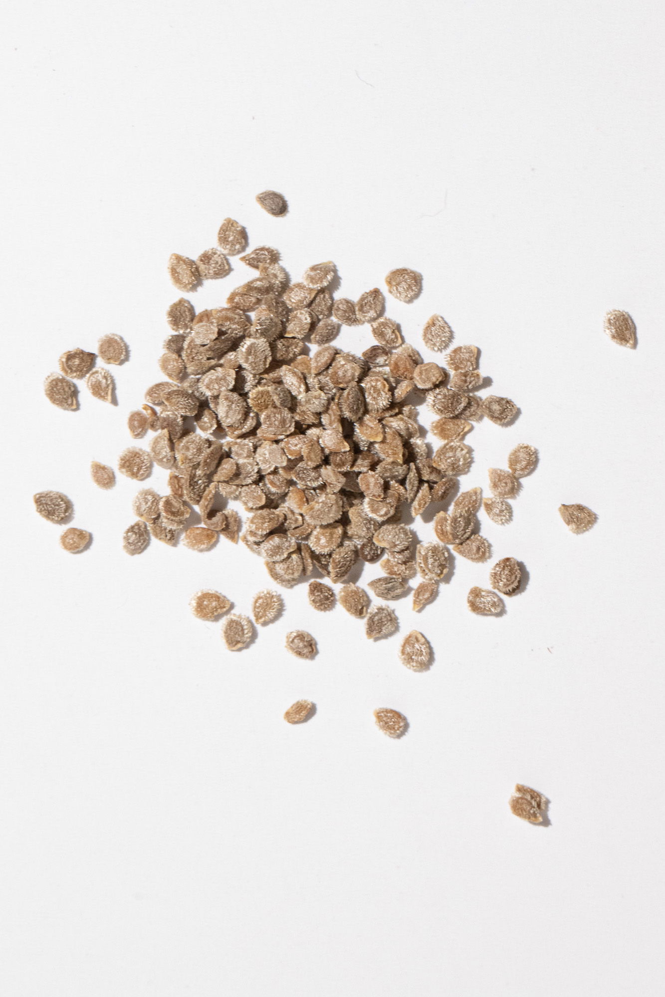 Indian Curry Tomato seeds