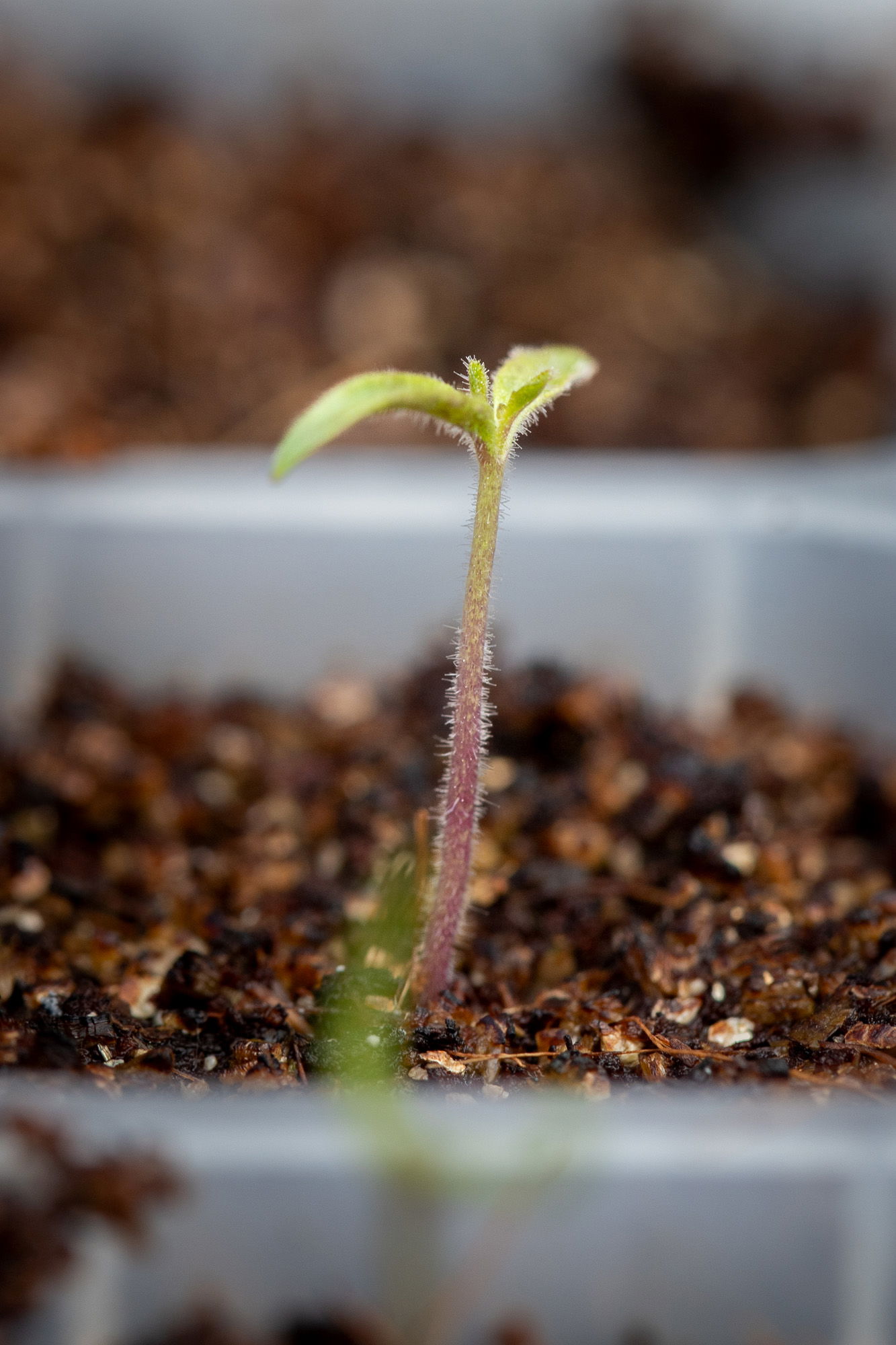 Indian curry tomato seedling in a grow tray.