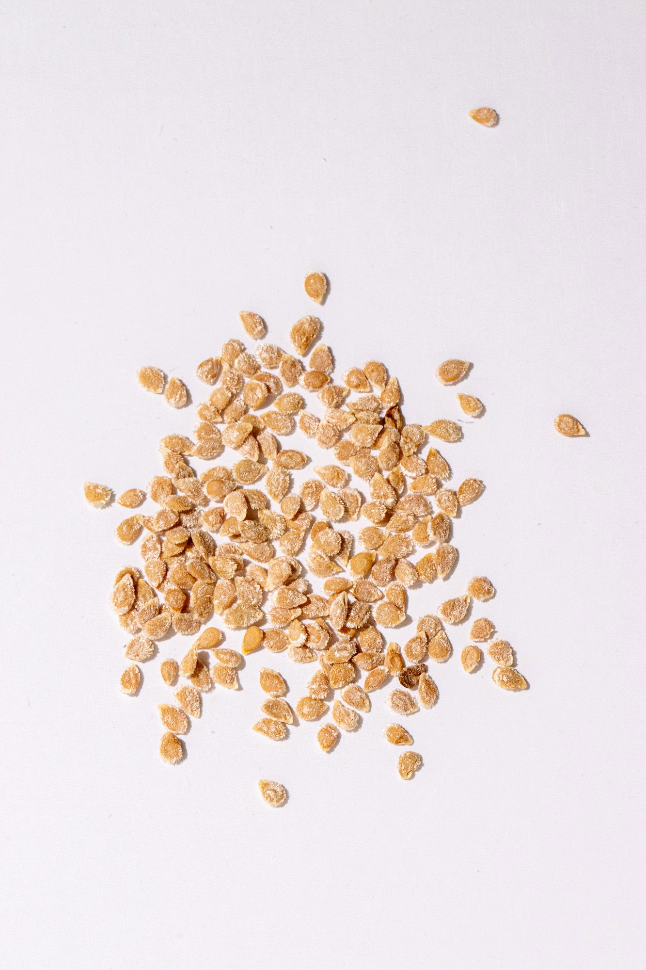 Marglobe tomato seeds