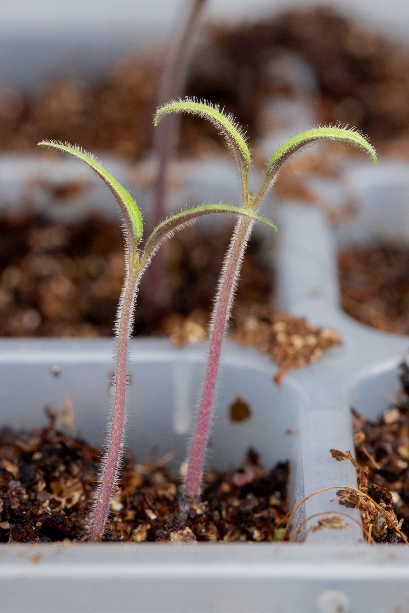 Marglobe seedlings growing in a tray.