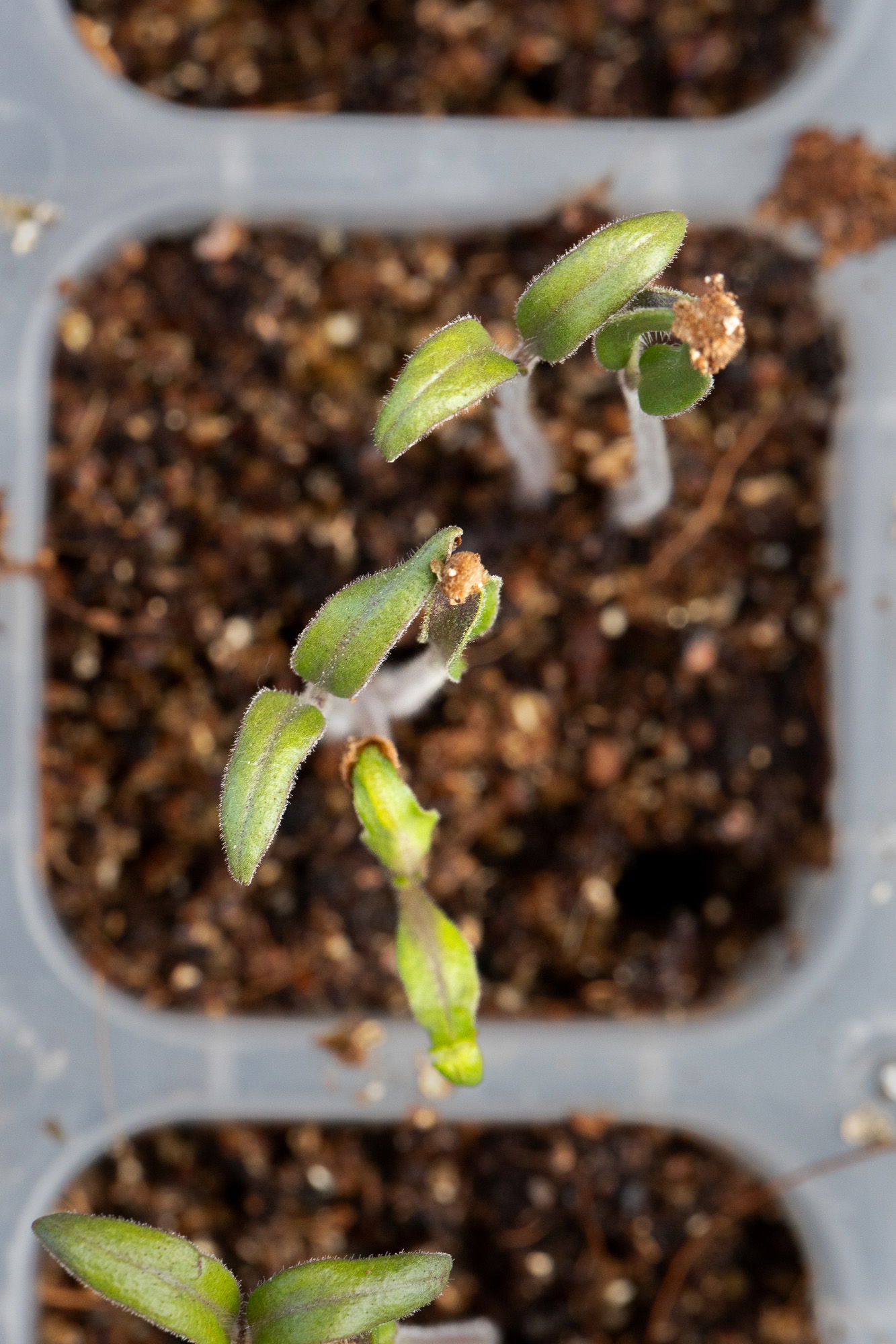 Rio Grande tomato growing in a tray