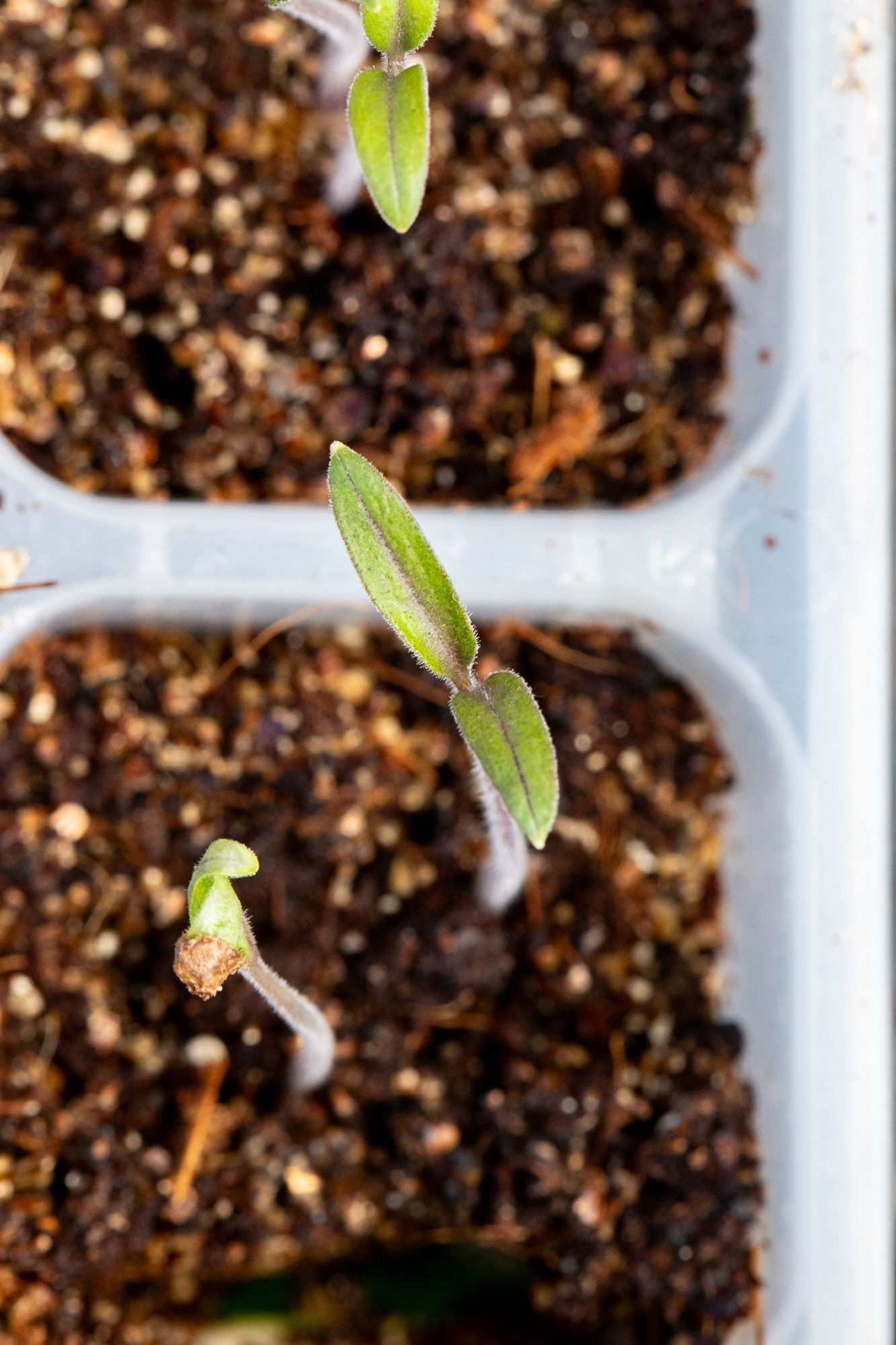 San Marzano determinate seedling