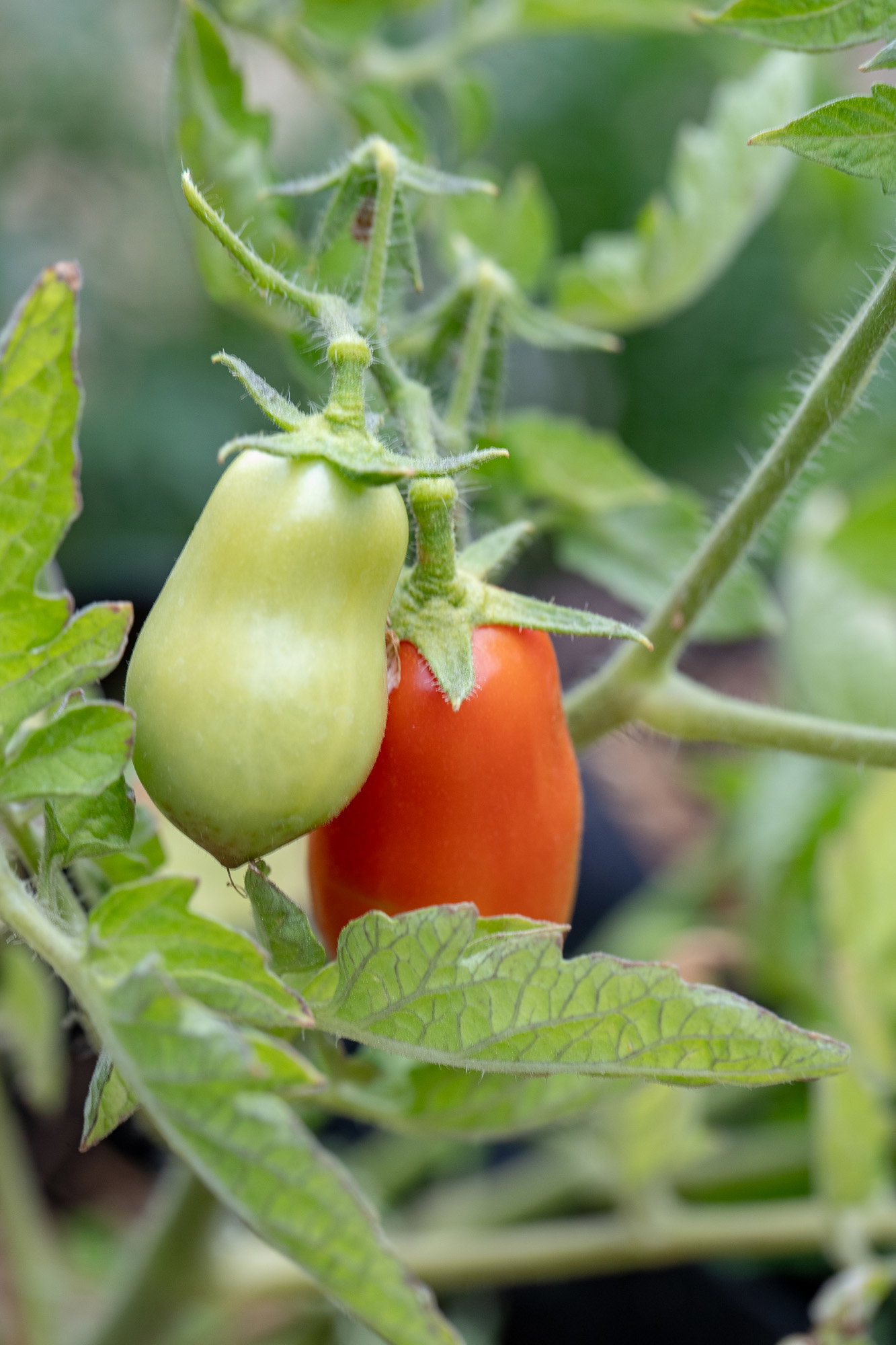 San Marzano determinate tomatoes on the vine, one ripe an one still green.
