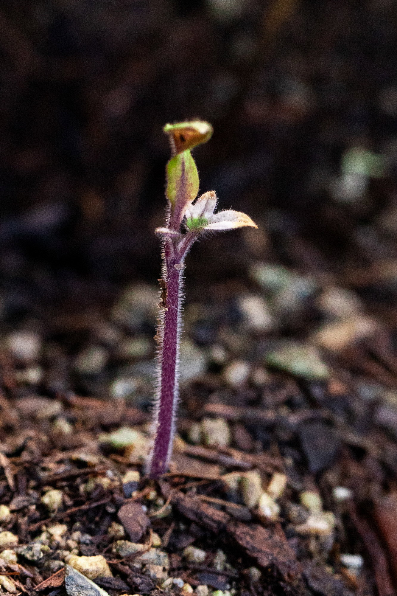 San Marzano (determinate) tomato seedling