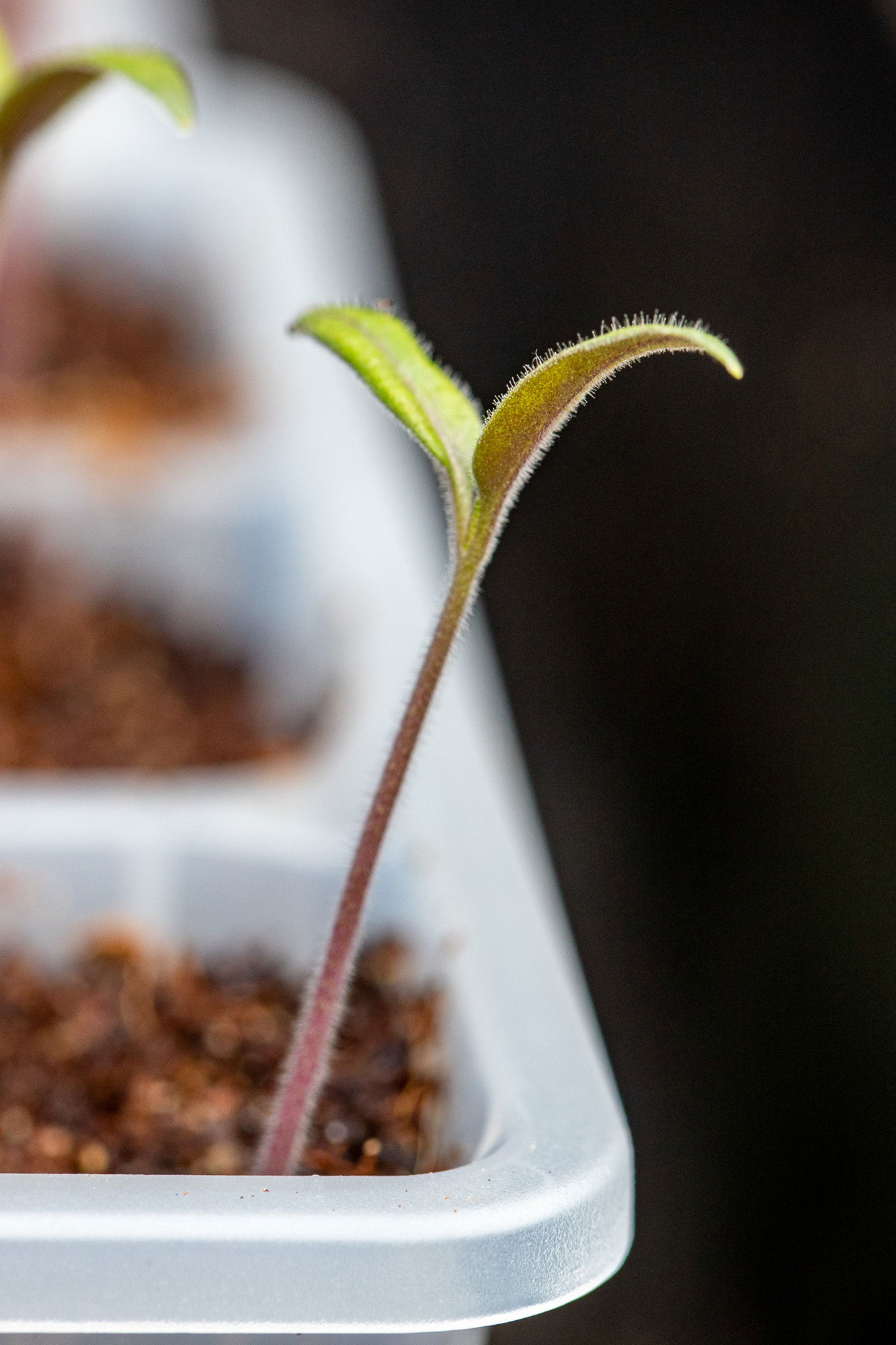 San marzano indeterminate seedling in a tray.