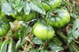 tomatoes growing on a vine
