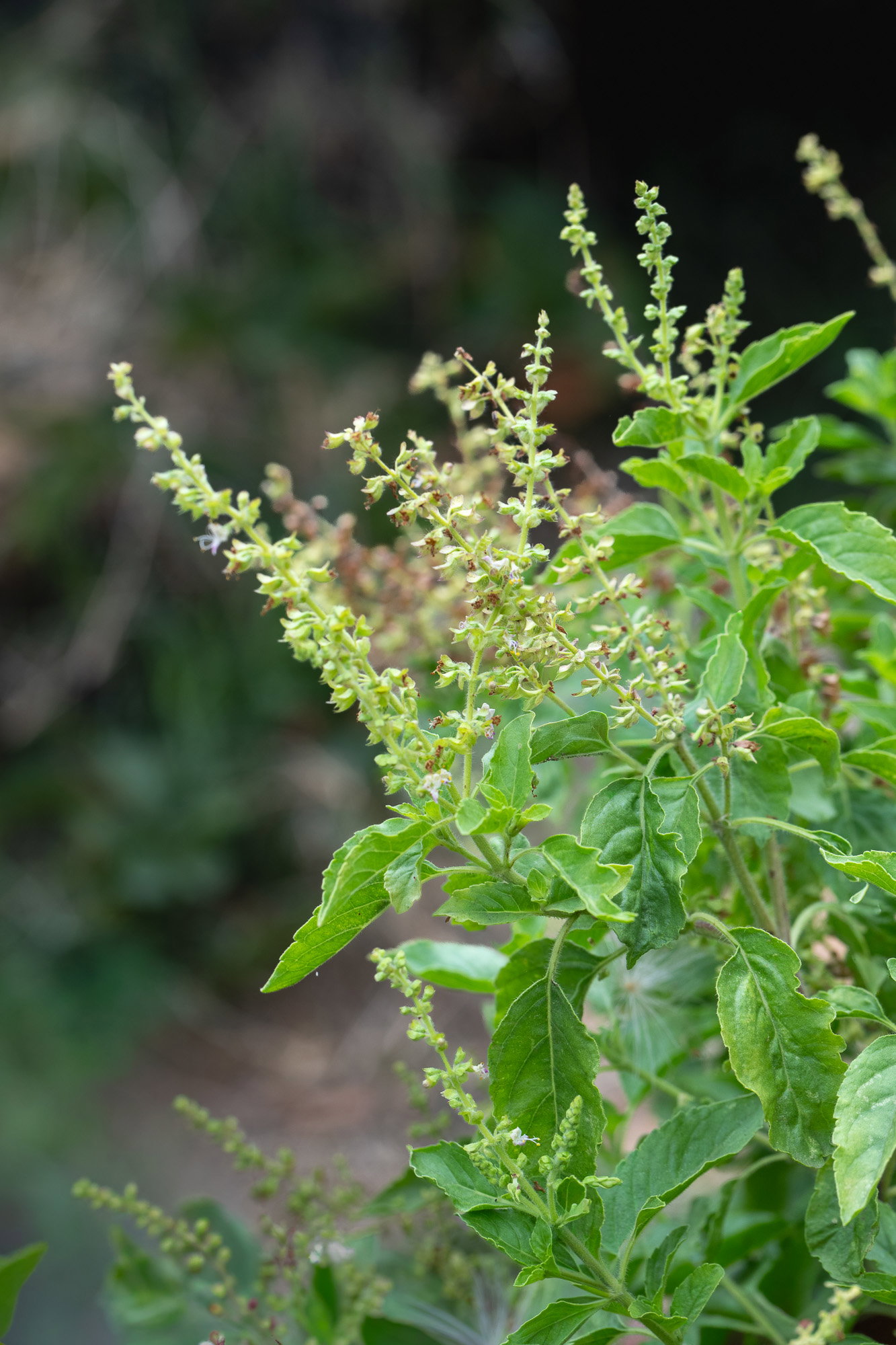 Tulsi flowers (bolted plant)