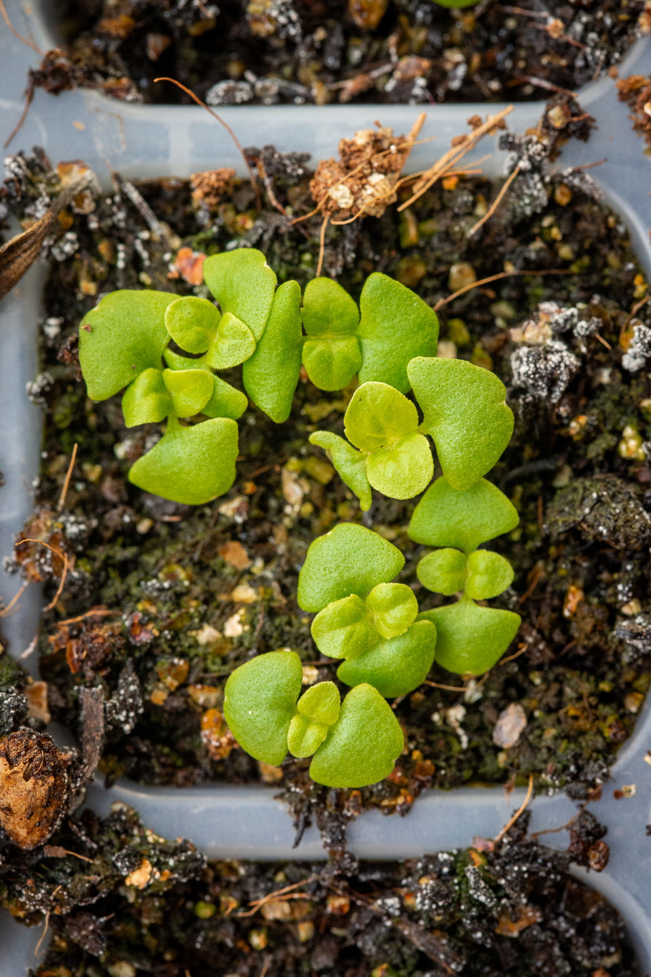 Tulsi seedlings growing in a tray.