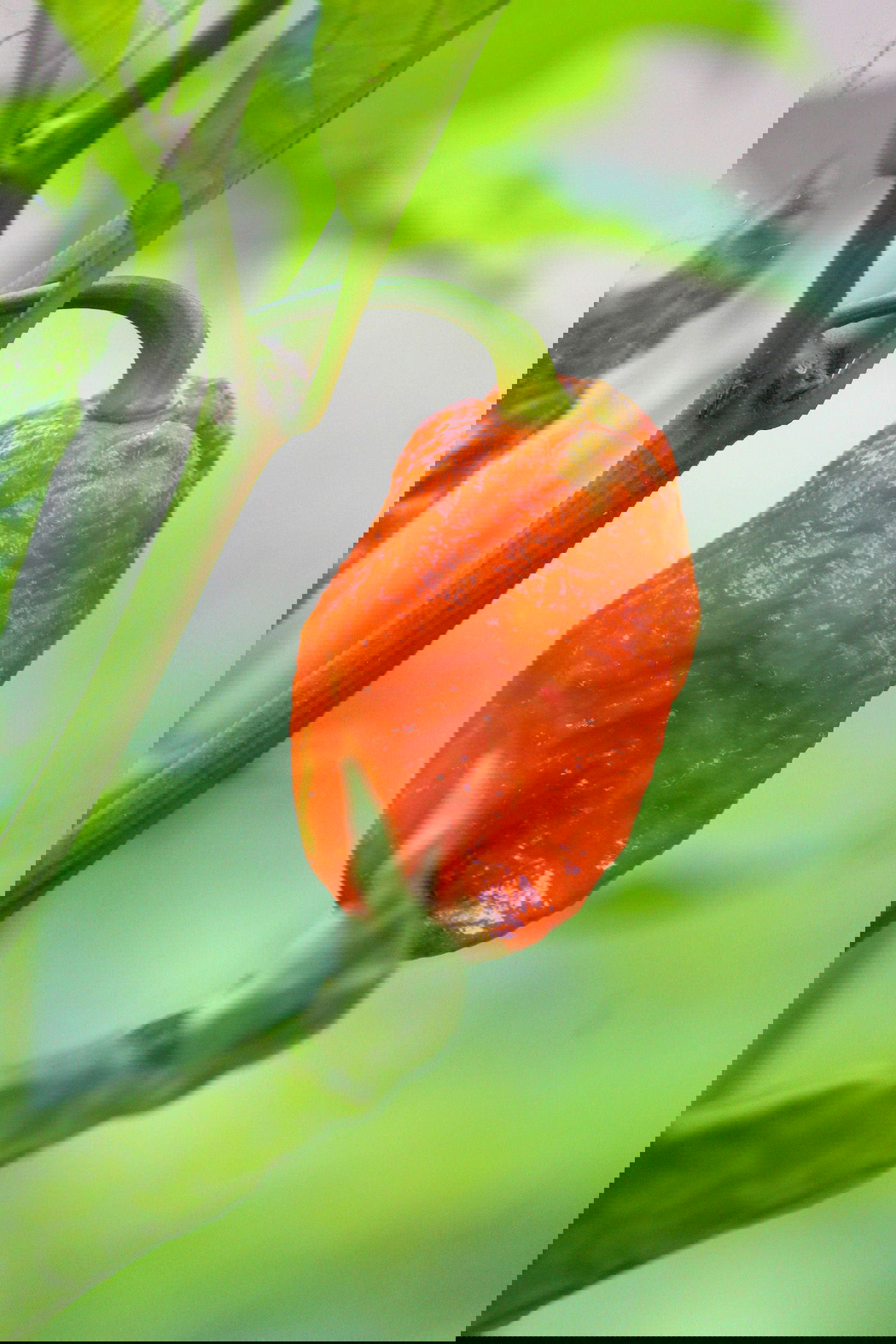 Bhut Jolokia (Ghost Pepper) Seeds