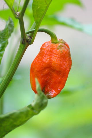 Bhut jolokia growing on a plant