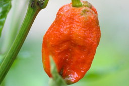 Bhut jolokia growing on a plant