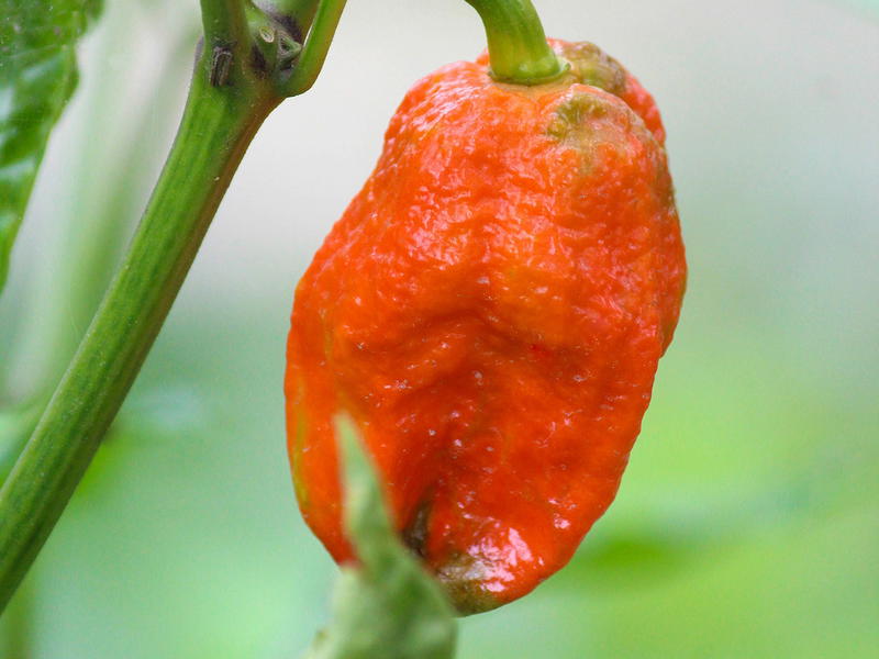 Bhut Jolokia (Ghost Pepper) Seeds