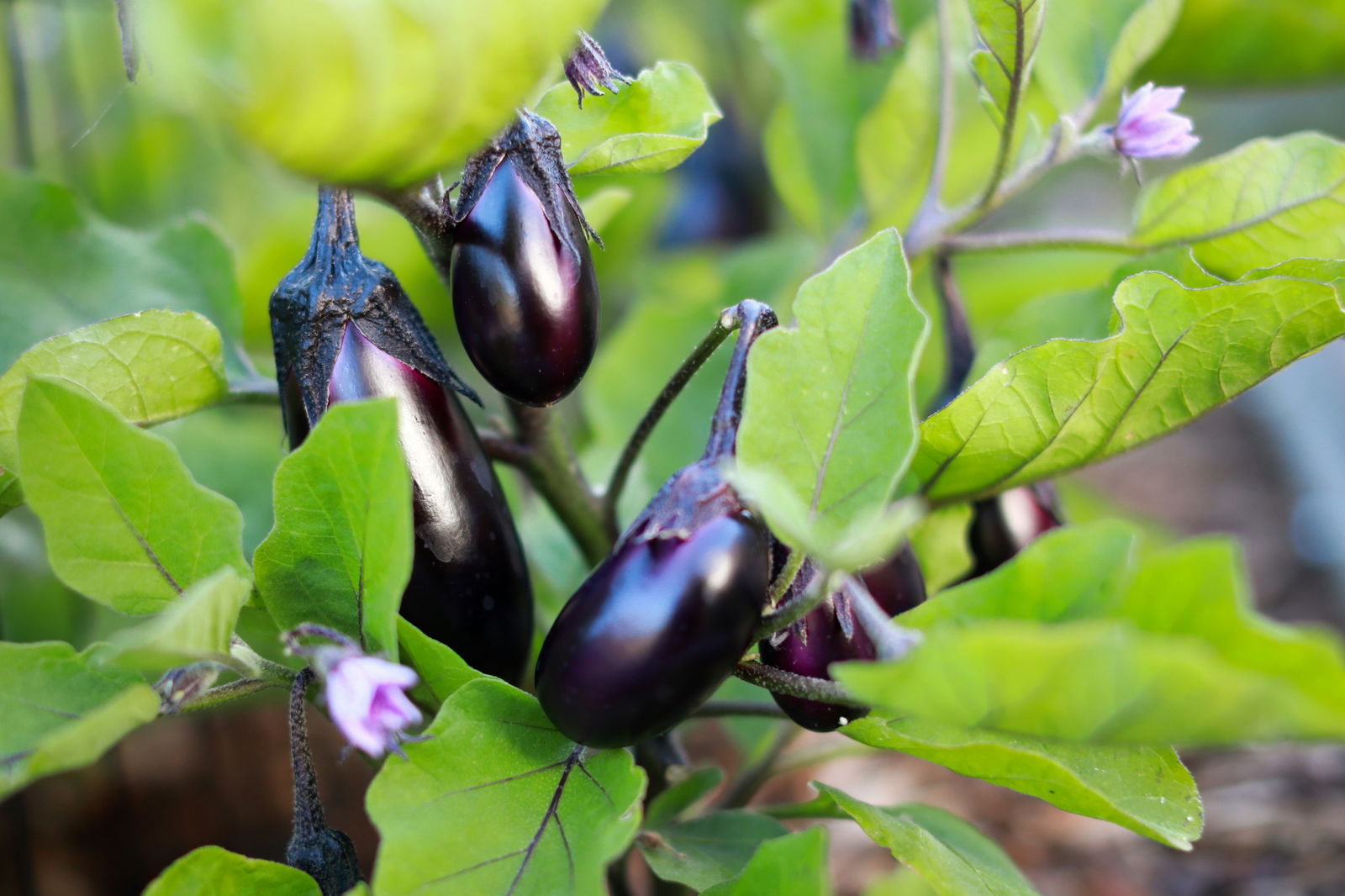 Round type eggplant on a plant.