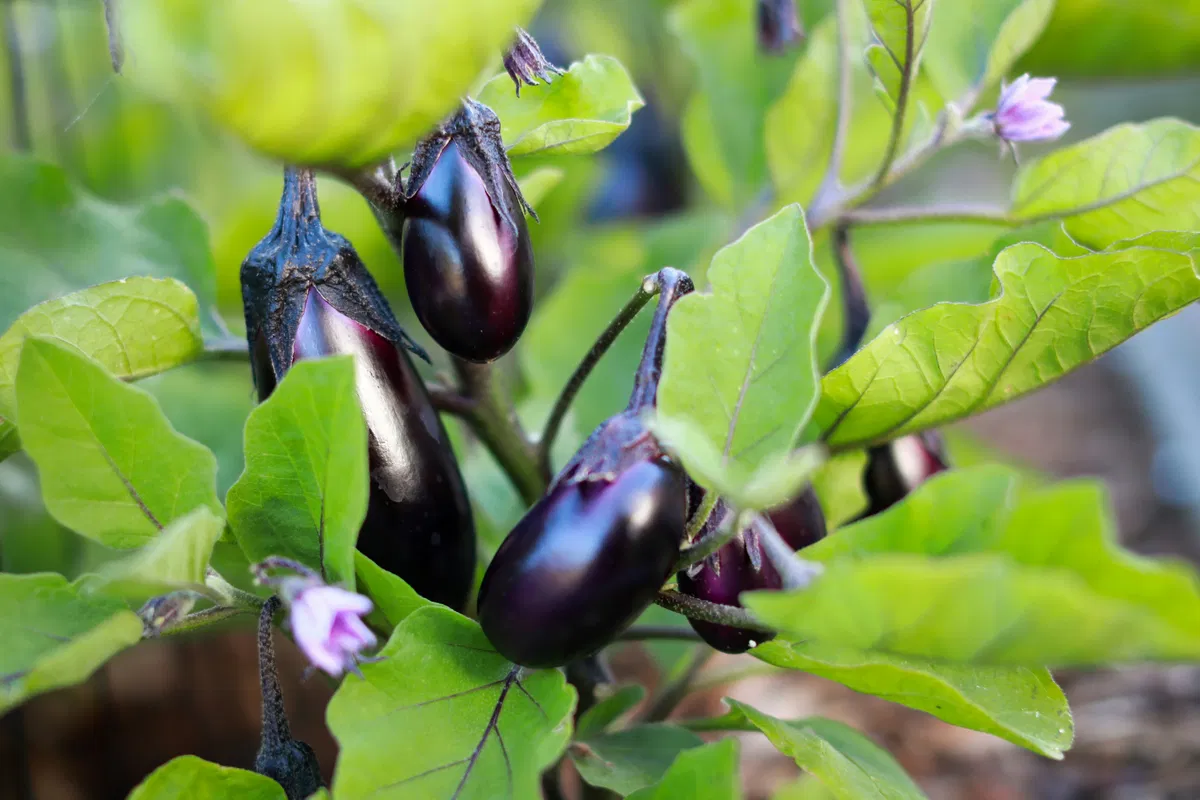Indian Eggplant (Ringan | Baingan) Seed Starters and Growers’ Guide