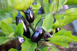 Round type eggplant on a plant.