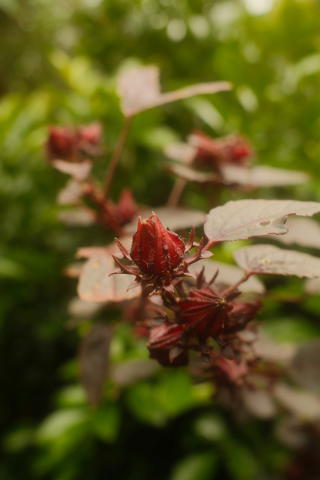 Gongura