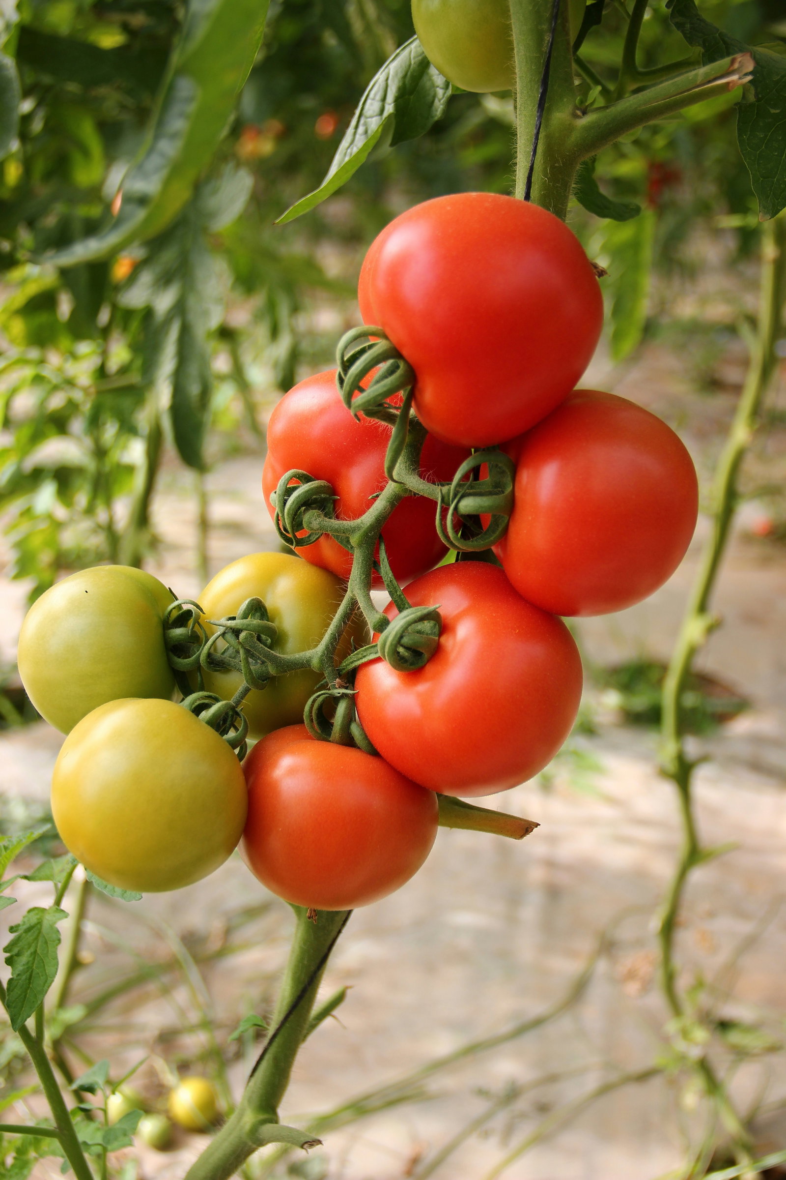 Tomatoes on a vine