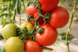 Tomatoes on a vine