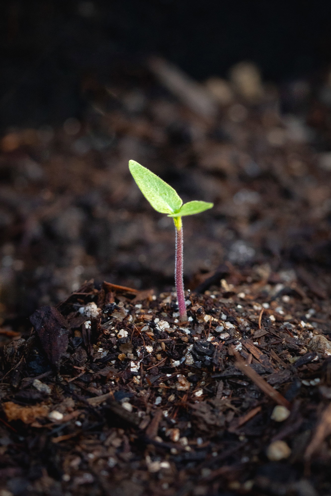 Bhut jolokia seedling